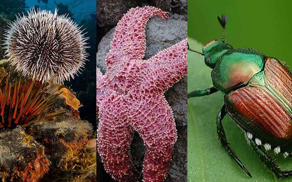 Top 10 Smallest Living Creatures on Earth In The World