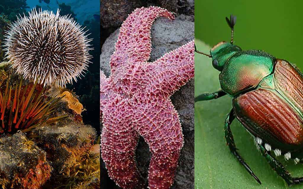 Top 10 Smallest Living Creatures on Earth In The World