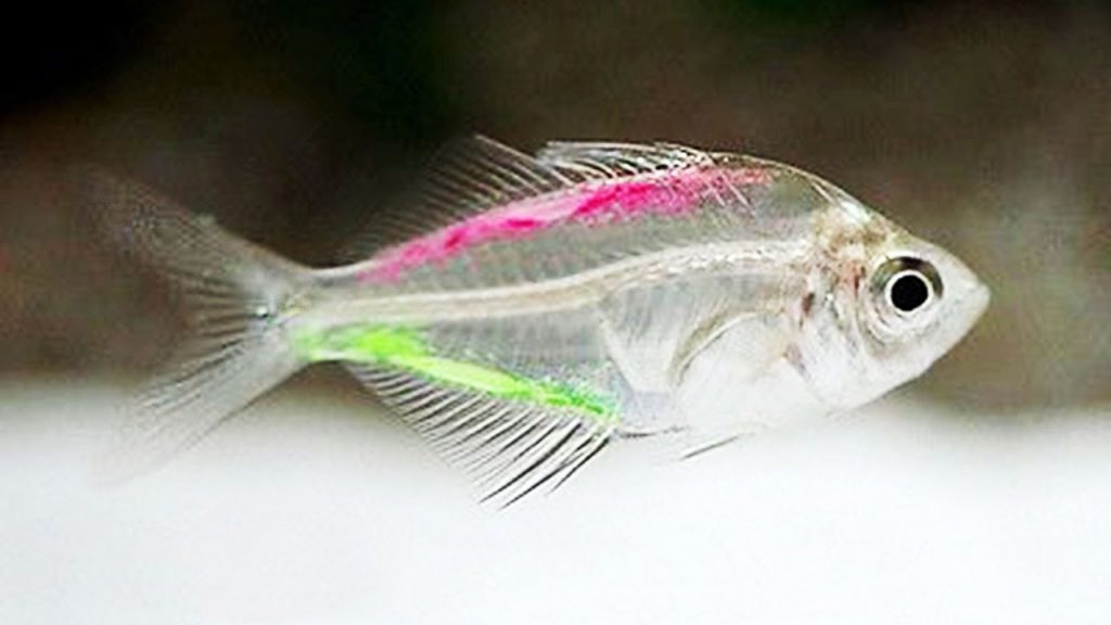 Top 10 Transparent Animals In The World