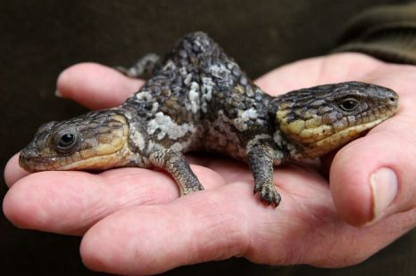 Two Headed Bobtail Lizards Arena Pile Top 10 Coolest Lizards In The World