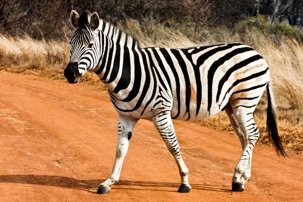 Zebra Arena Pile Top 10 Animals With Longest Gestation Period In The World