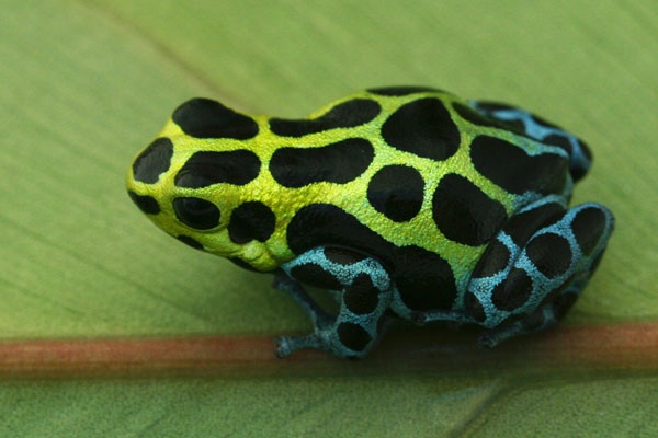 Zimmermann’s poison frogs Arena Pile Top 10 Most Poisonous Frogs On Earth In The World