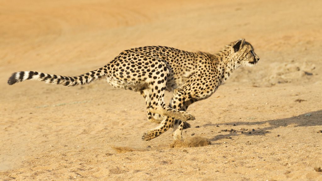 Top 10 Fastest Creatures In The World