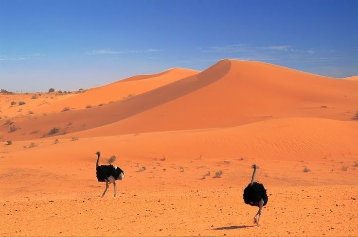 desert Ostrich Arena Pile Top 10 Most Interesting Sahara Desert Animals In The World