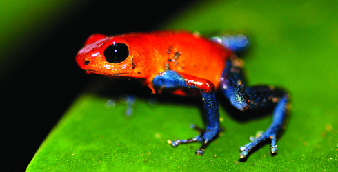 strawberry poison dart frogs Arena Pile Top 10 Most Poisonous Frogs On Earth In The World