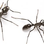Top 10 Most Impressive Ants In The World