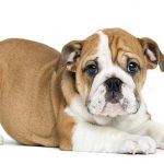 Top 10 Bulldog Breeds In The World