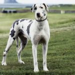 small dog breeds that don't bark or shed
