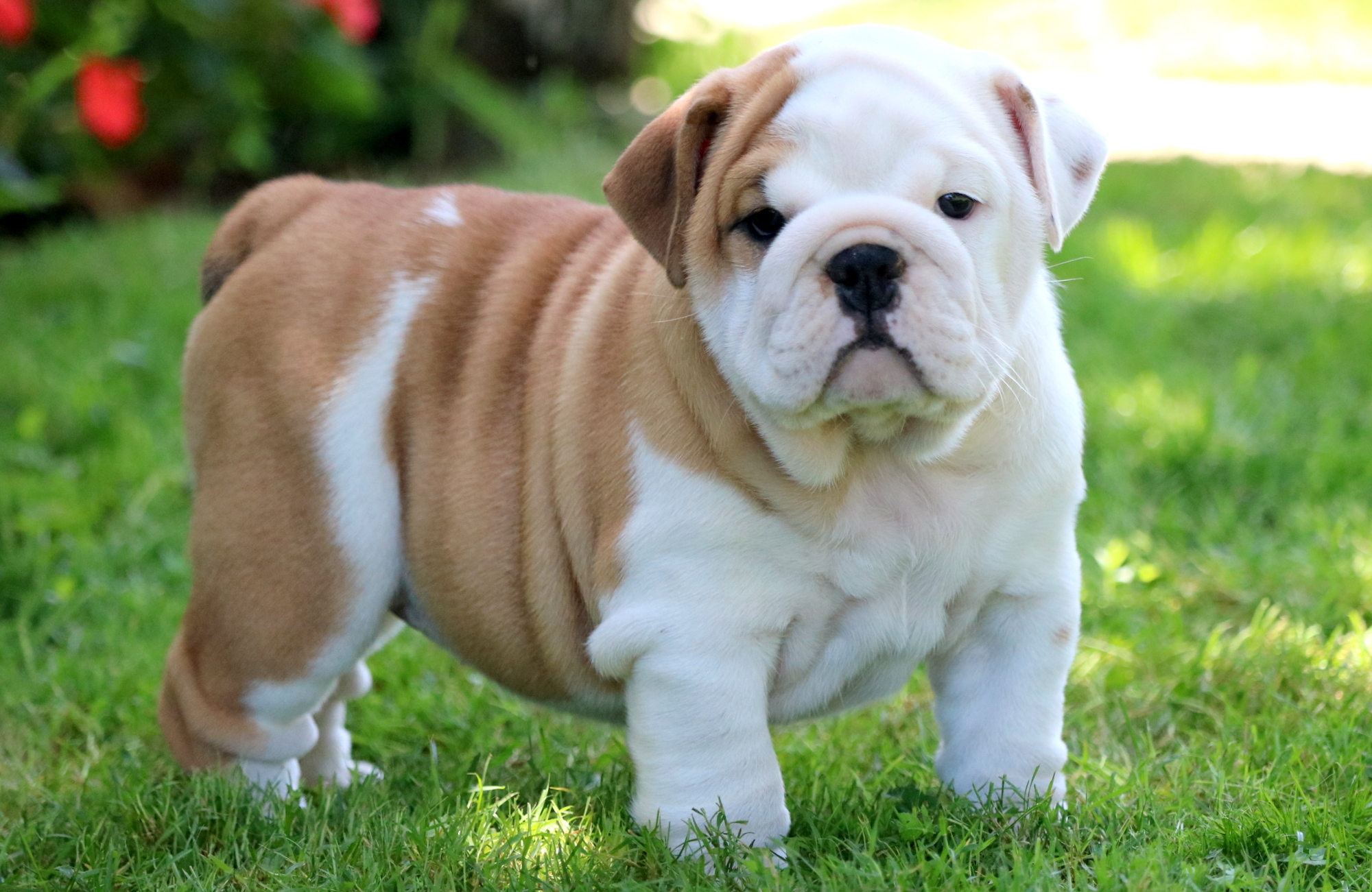 top 10 most amazing dog breeds