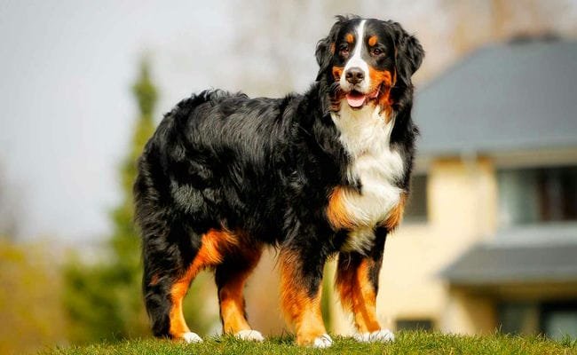 Top 10 Most Expensive Dogs In The World Top 10 Most Expensive Dogs In The World