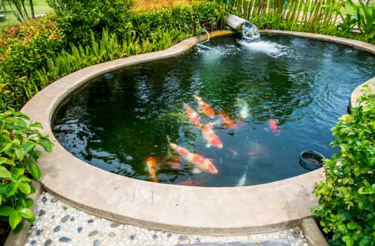Top 7 Creative Pond Decoration Ideas fish