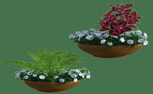 Top 9 Tips To Style Your Home With Bowl Planters Top 9 Tips To Style Your Home With Bowl Planters