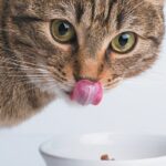 Buying Cat Food Online