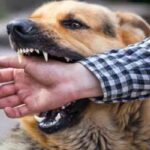 Can Compensation Be Claimed When A Dog Bites Or Attacks?
