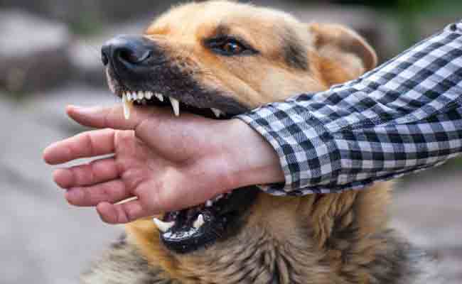 Can Compensation Be Claimed When A Dog Bites Or Attacks?