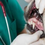 Dogs Oral Health: All Things You Must Know