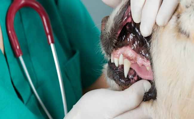 Dogs Oral Health: All Things You Must Know How To Clean Dogs Teeth