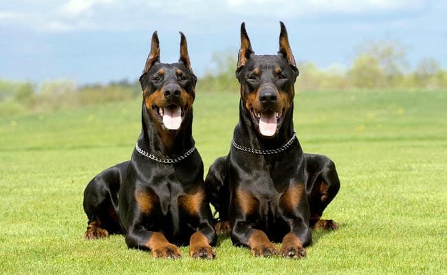The Largest Doberman: Exploring the Giants of the Breed The Largest Doberman: Exploring the Giants of the Breed