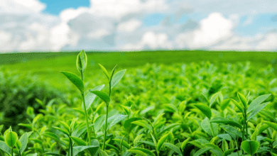 The Chemistry of Growth: Inside the Supply Chain The Chemistry of Growth: Inside the Supply Chain